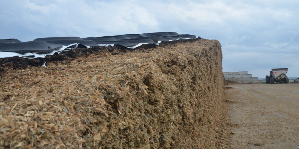 استخدام اليوريا في تحضير العلف.. الطريقة الصحيحة لزيادة وزن ماشيتك 1 استخدام اليوريا في تحضير العلف