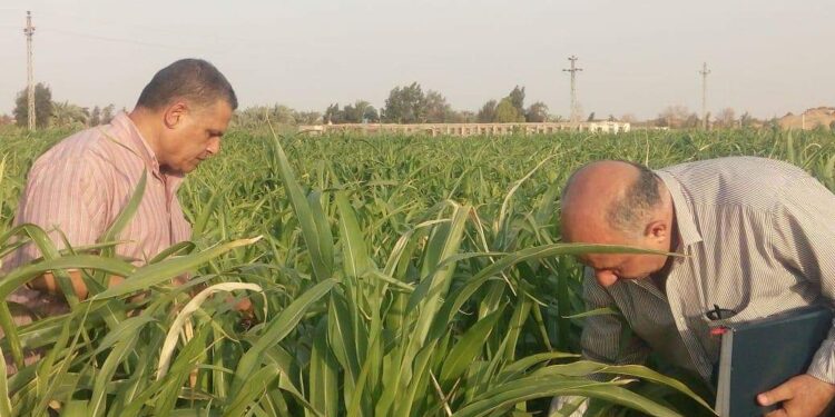 الإدارة المركزية للإرشاد.. دورها وطبيعة مهامها وأهميتها للمُزارعين 1 الإدارة المركزية للإرشاد الزراعي