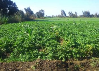 الاصلاح الزراعي