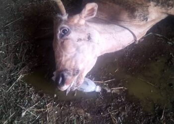 التسمم الغذائي في الحيوانات أفضل طرق العلاج