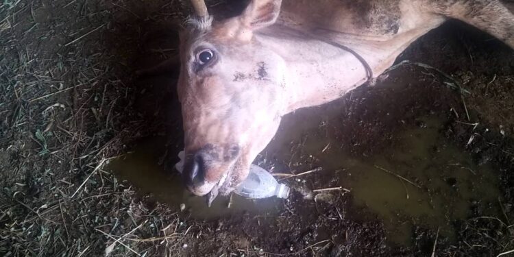 التسمم الغذائي في الحيوانات أفضل طرق العلاج