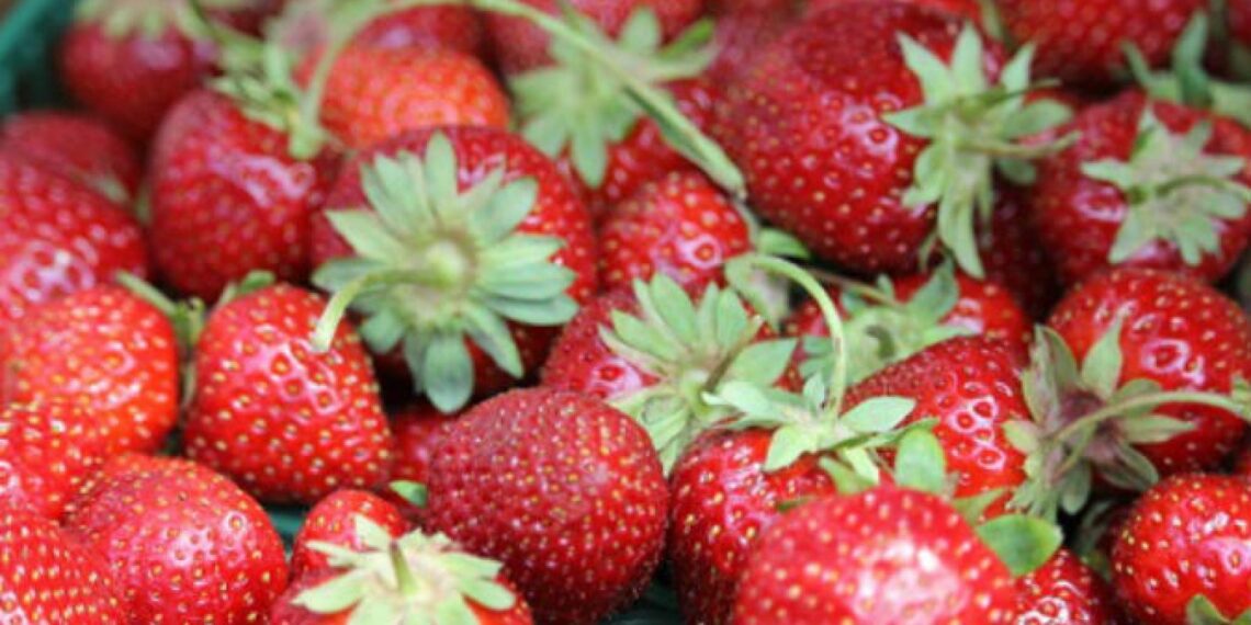 التصنيع الزراعي.. مفهومه وجدواه الاقتصادية للمستهلك والمزارعين 1 التصنيع الزراعي.. المفهوم والعوائد الاقتصادية