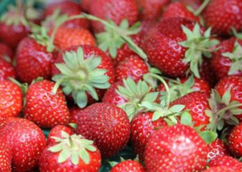 التصنيع الزراعي.. المفهوم والعوائد الاقتصادية