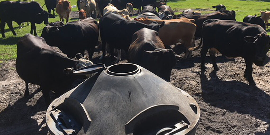 التغذية السليمة