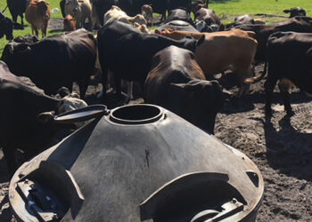 التغذية السليمة