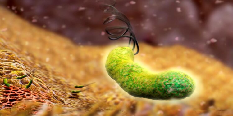 الجرثومة الحلزونية.. تعرف على شروط وضوابط بدء مرحلة العلاج 1 الجرثومة الحلزونية