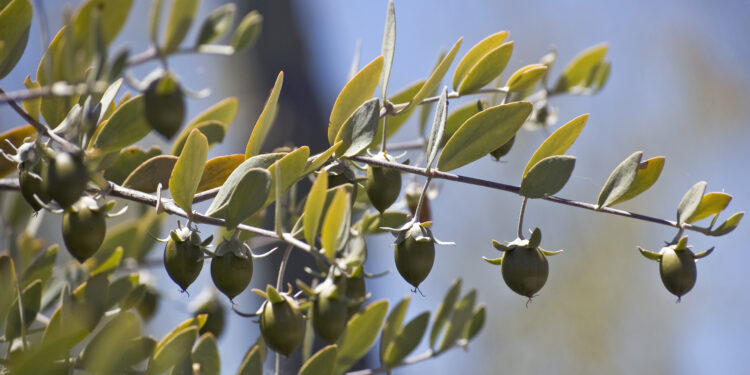 الجوجوبا شجرة الذهب الأخضر.. إليك أهميتها الاقتصادية 1 الجوجوبا