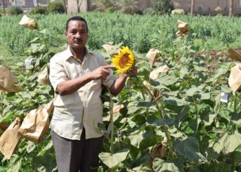 المحاصيل الزيتية