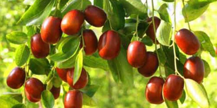 د. فاطمة محمد عبدالله تكتب عن "العناب" فاكهة الرجل الفقير 1 العناب