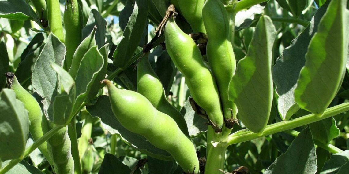 باحث يوضح أصناف الفول البلدي المقاومة للهالوك ومبكرة النضج 1 السياسة الصنفية