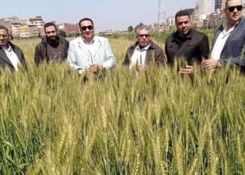 توريد القمح