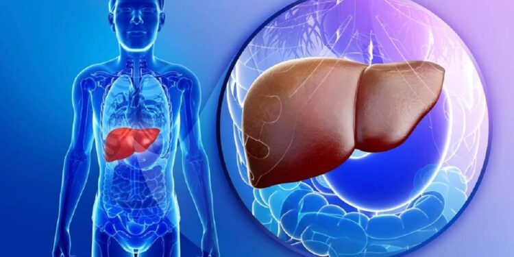 الكبد الدهني.. 3 مُسببات للإصابة وعلاج وحيد ومشروط "تعرف عليها" 1 الكبد الدهني
