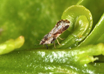 المكافحة الحيوية