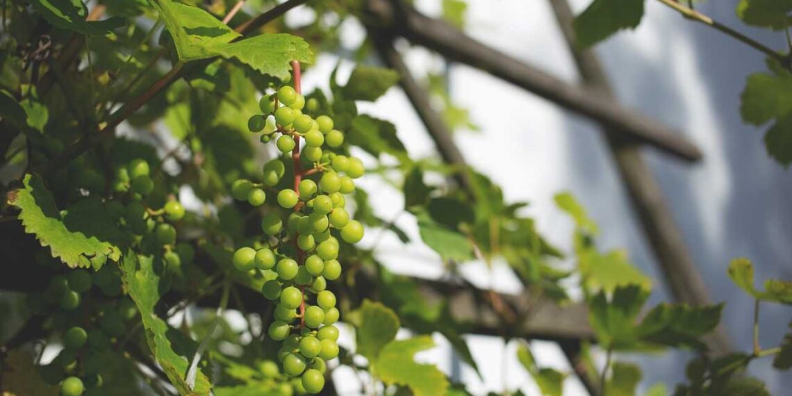 تربية العنب فوق أسطح المنازل