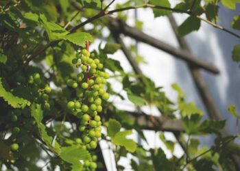 تربية العنب فوق أسطح المنازل