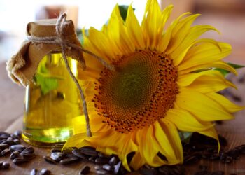 تسميد وري دوار الشمس