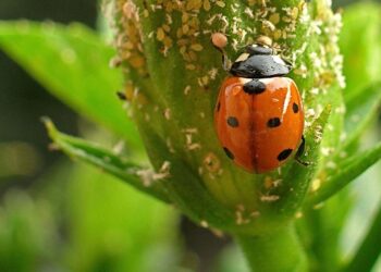 تكاليف المكافحة الحيوية