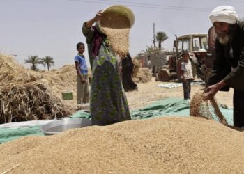 توريد القمح