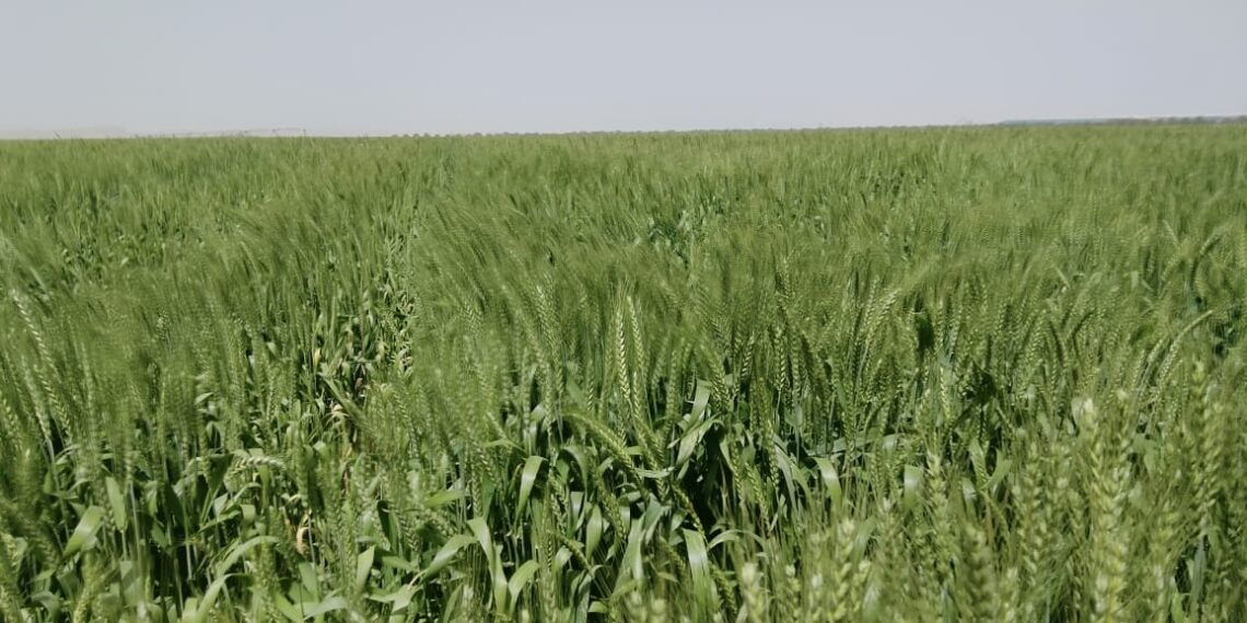 محصول القمح .. مواعيد الزراعة والتوصيات الفنية الضرورية خلال شهر نوفمبر 1 محصول القمح