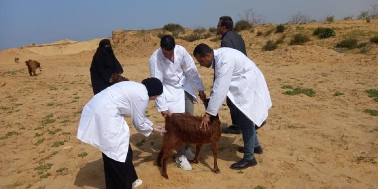 مركز بحوث الصحراء ينظم قافلة بيطرية مجانية بشمال سيناء 1 مركز بحوث الصحراء