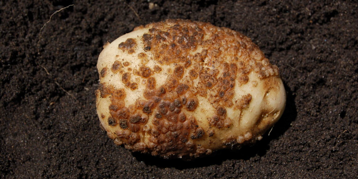 جرب البطاطس