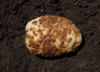 جرب البطاطس