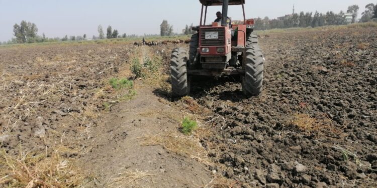 الريزوكتونيا والفيوزاريوم.. طرق الوقاية وأفضل المُعاملات الزراعية المطلوبة 1 الريزوكتونيا والفيوزاريوم