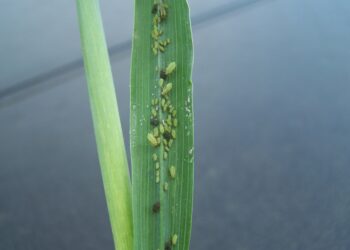 الندوة العسلية