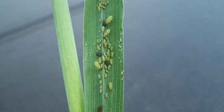 الندوة العسلية.. أفضل التوصيات للقضاء على "حشرة المن" قبل الحصاد 1 الندوة العسلية