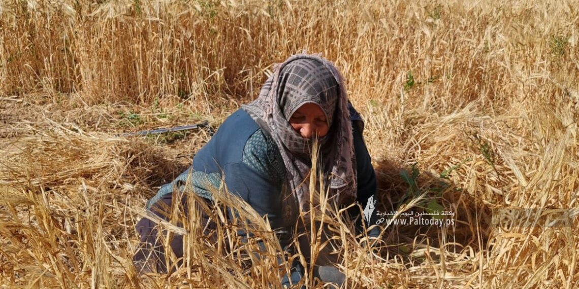 حصاد القمح