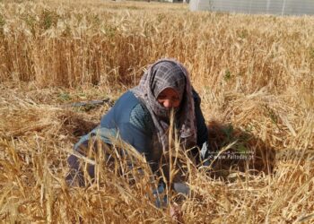 حصاد القمح