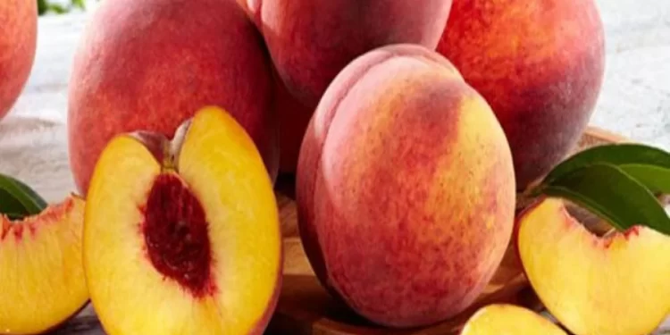 ذبابة الخوخ