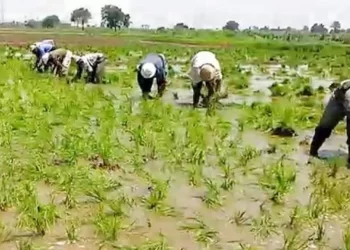 محصول الأرز