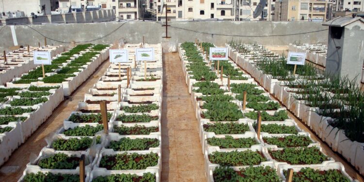 زراعة الأسطح.. فوائد بيئية ومكاسب اقتصادية وحل واعد لتحقيق الاكتفاء الغذائي 1 زراعة الأسطح