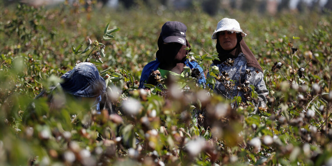 زراعة القطن