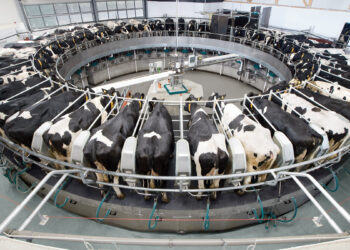 تحسين سلالات الألبان