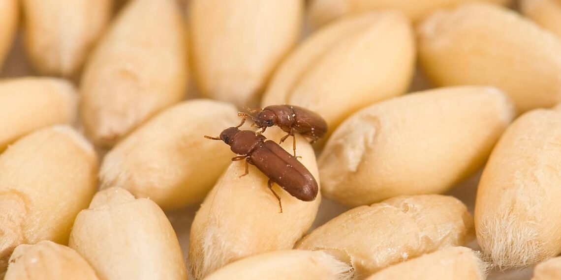 الحشرات الأولية والثانوية.. خريطة تواجدها وكيفية إصابتها لمحاصيل الحبوب 1 سوسة القمح