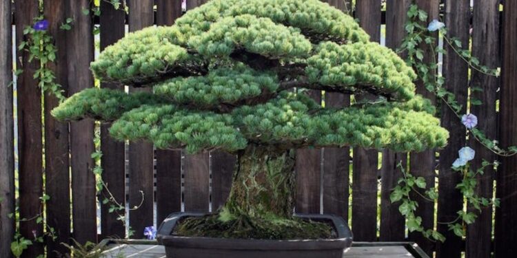 شجرة البونساي