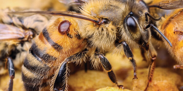 طفيل الفاروا.. أبرز أعداء النحل "استراتيجيات هجومه وطُرق القضاء عليه" 1 طفيل الفاروا