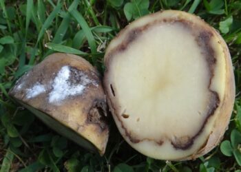 ظهور الندوات