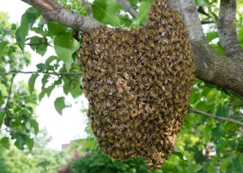 عملية التطريد