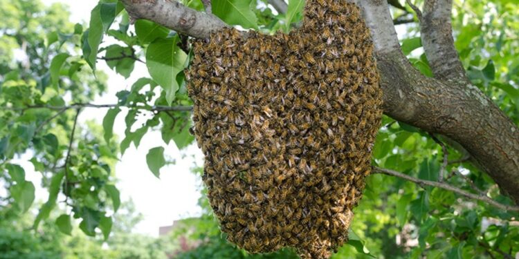 عملية التطريد والإحلال.. كيف يفرق النحال بينهما؟ 1 عملية التطريد