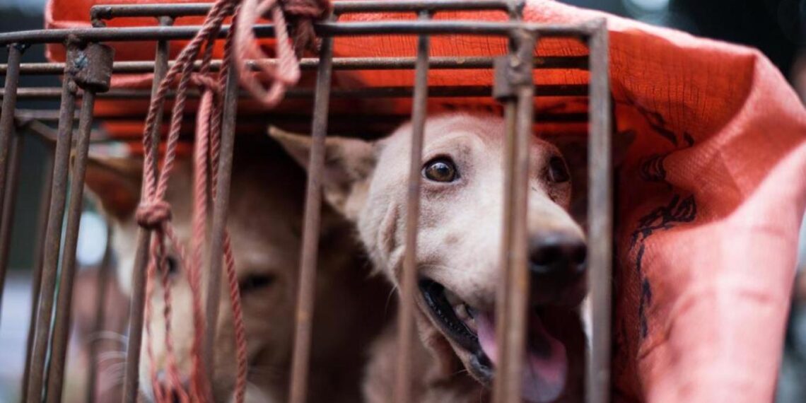 غش اللحوم.. طرق التمييز بين الكلاب والأغنام وأبرز مواصفاتهما الشكلية 1 غش اللحوم