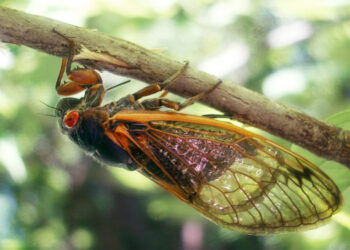 حشرات السيلد