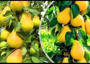 محاصيل الفاكهة المتساقطة