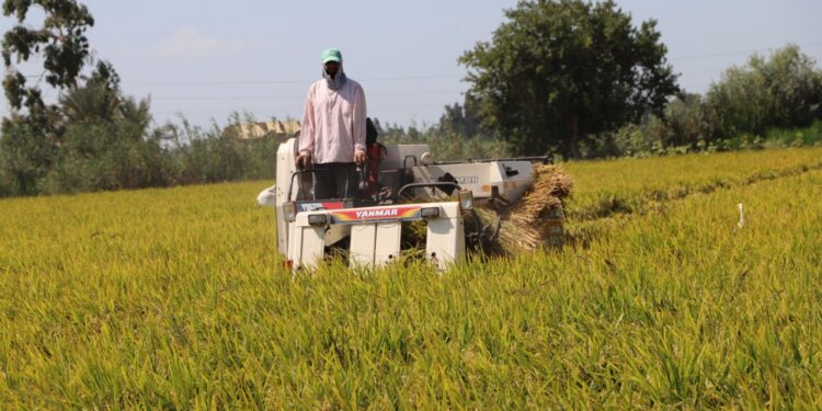 محصول الأرز.. "النجاري" يكشف أسباب زيادة الأسعار ويزف نبأ سار للمواطنين 1 محصول الأرز