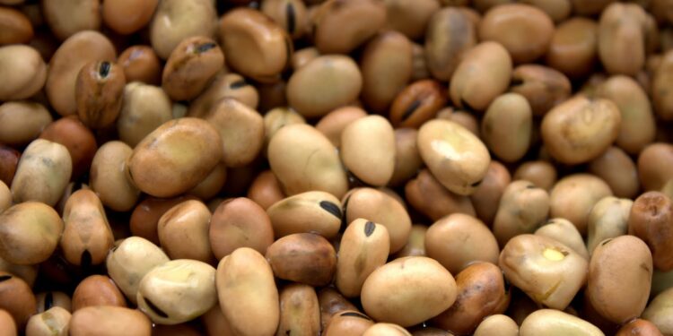 الفول البلدي .. أسباب تراجع معدلات زراعته وسُبل تحقيق الاكتفاء الذاتي 1 محصول الفول