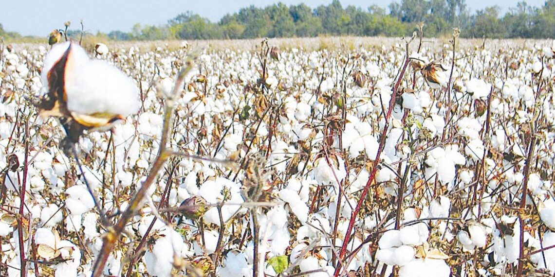 محصول القطن