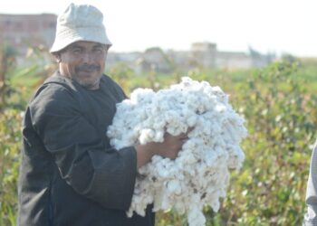 محصول القطن