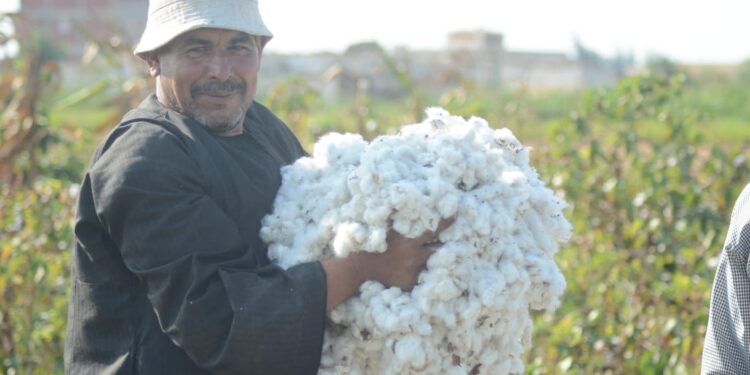 محصول القطن.. ركائز استراتيجية "الزراعة" وملامح الطفرة التي حققتها 1 محصول القطن
